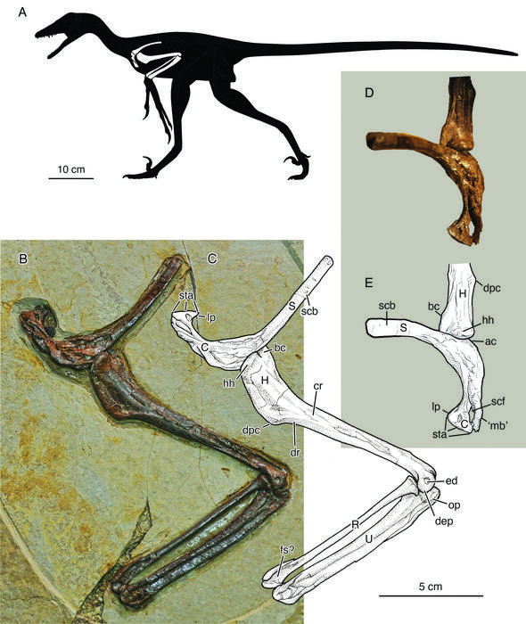 A figure showing various brown fossils next to corresponding drawings