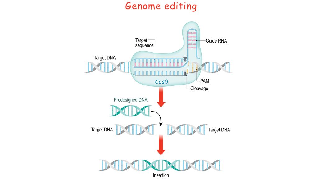 What Is CRISPR, The Powerful Genome-editing Tool? | Live Science