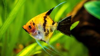 Koi angelfish