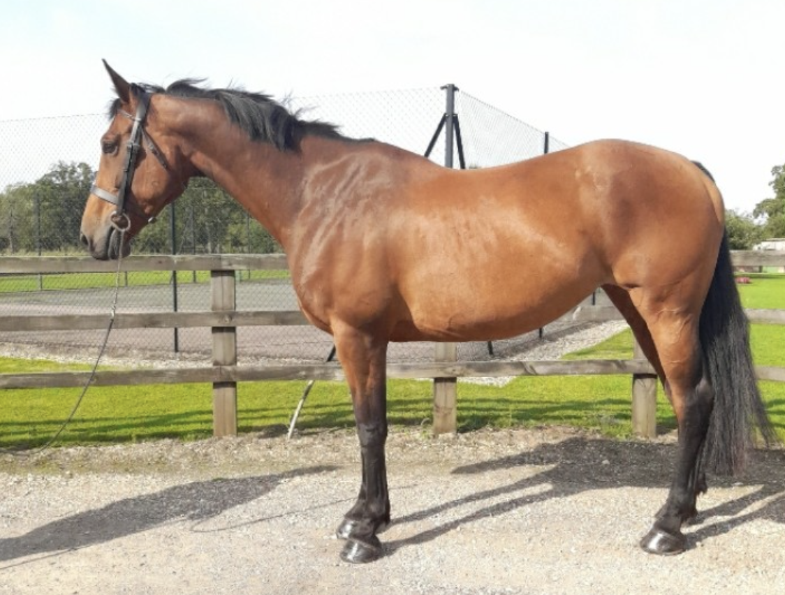 Warmblood horses for sale