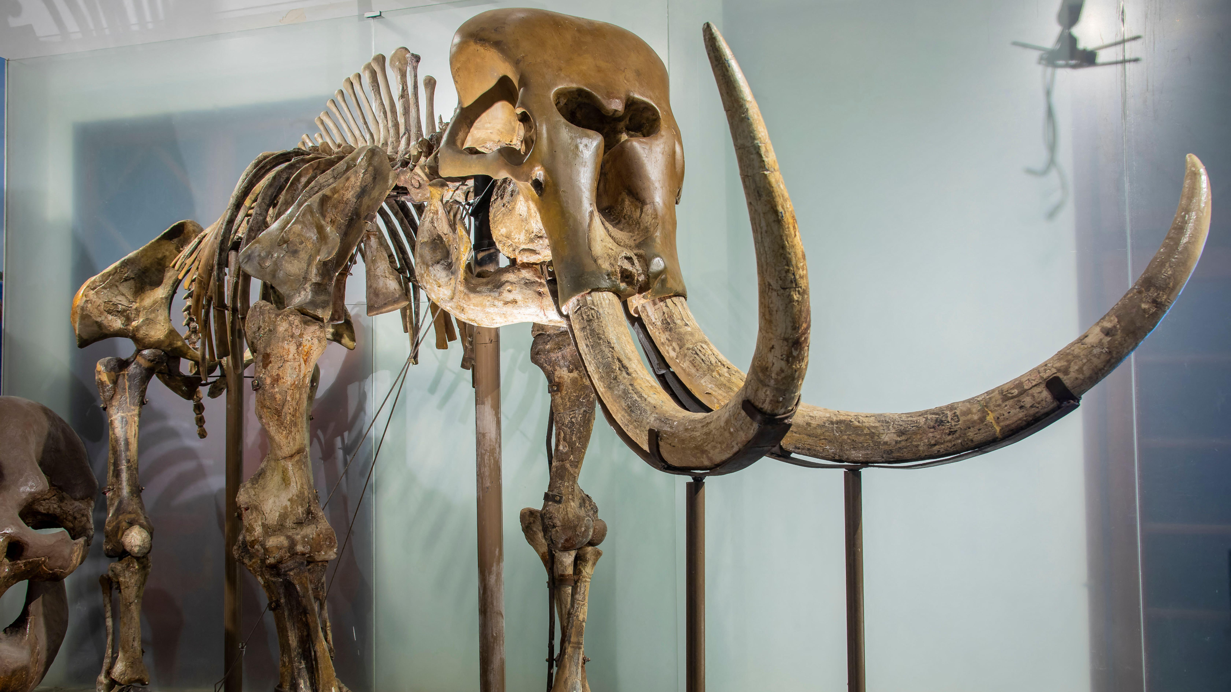 a Stegodon skeleton in a museum