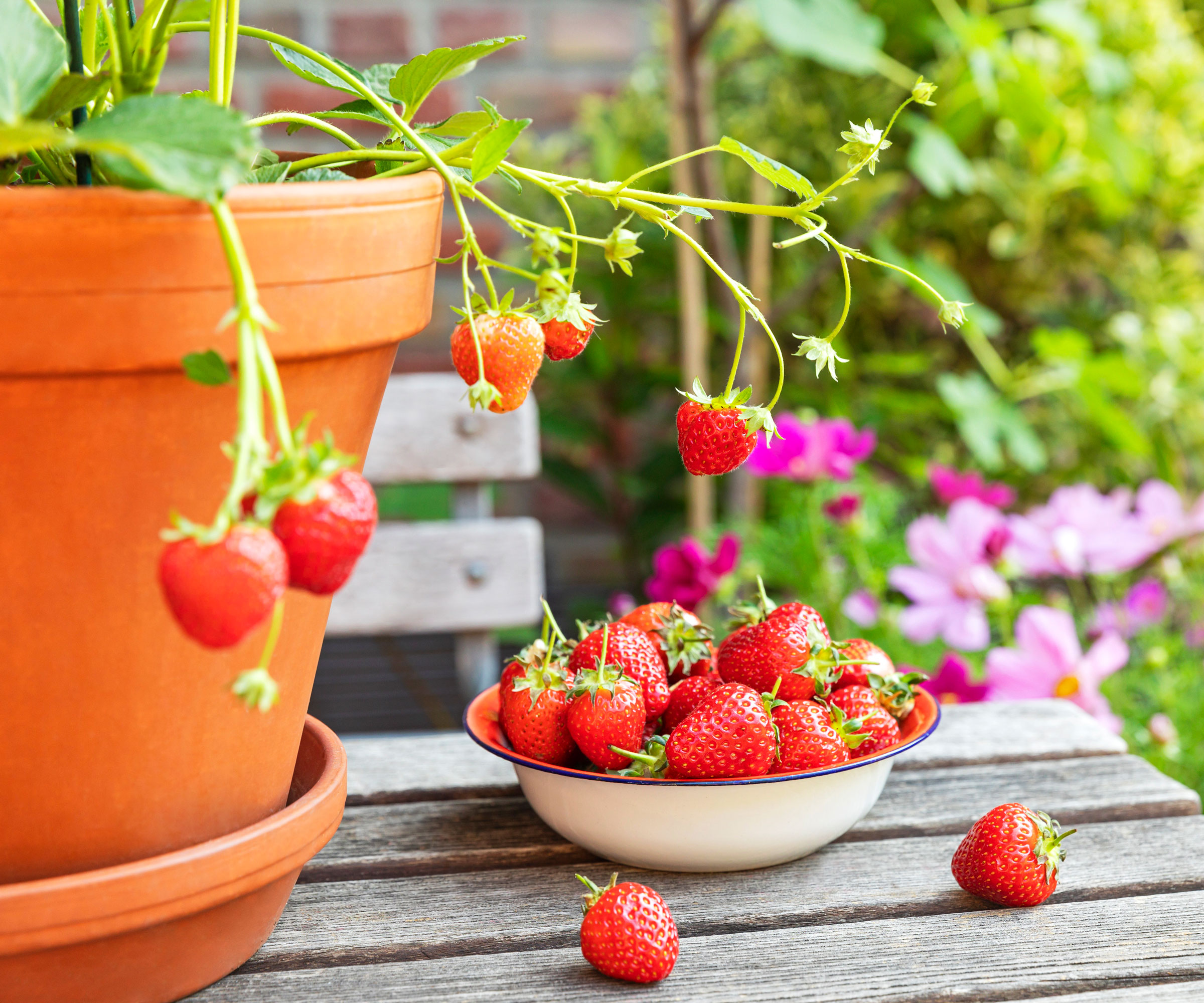 strawberry plants in terracotta container with red fruits in dish on wooden table