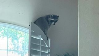Raccoon sitting on window shutter