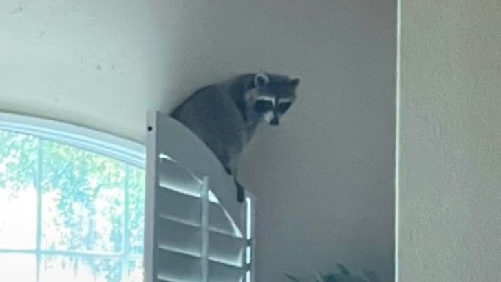 Raccoon sitting on window shutter