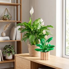 a peace lily plant standing next to a LEGO peace lily in a living room