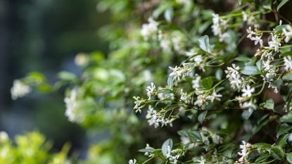 Star jasmine in bloom with white flowers