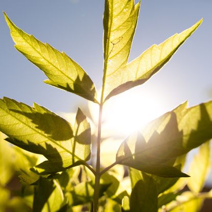 bright sunlight on a leaf