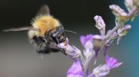 Bee feeding on a purple flower