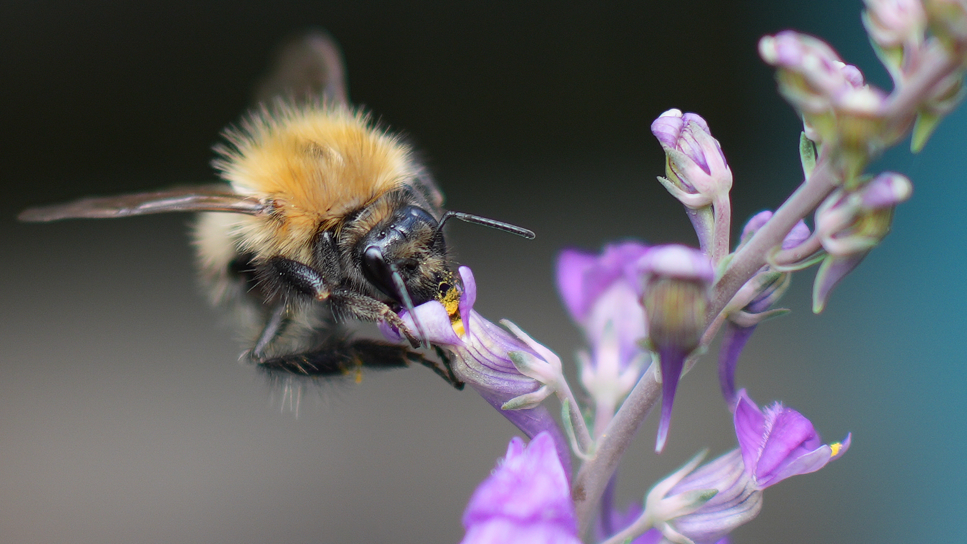 Bee feeding on a purple flower