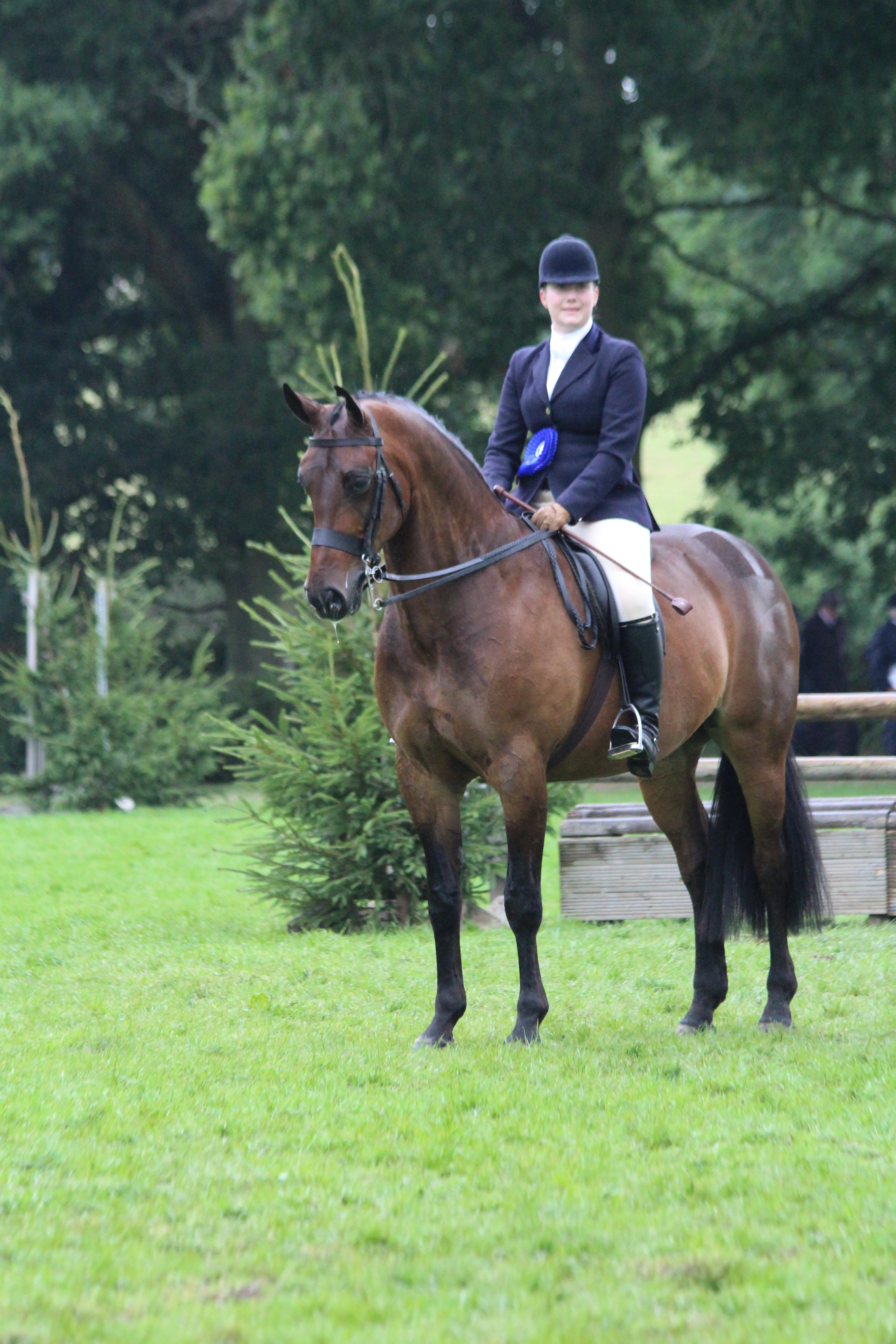 Amateur small hunter: Louvaine Rooney