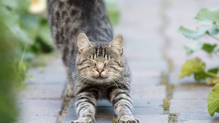 Cat stretching on the sidewalk