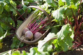 Beets growing in a garden with come in a wicker basket