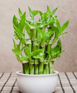 Lucky bamboo growing in a small white pot indoors