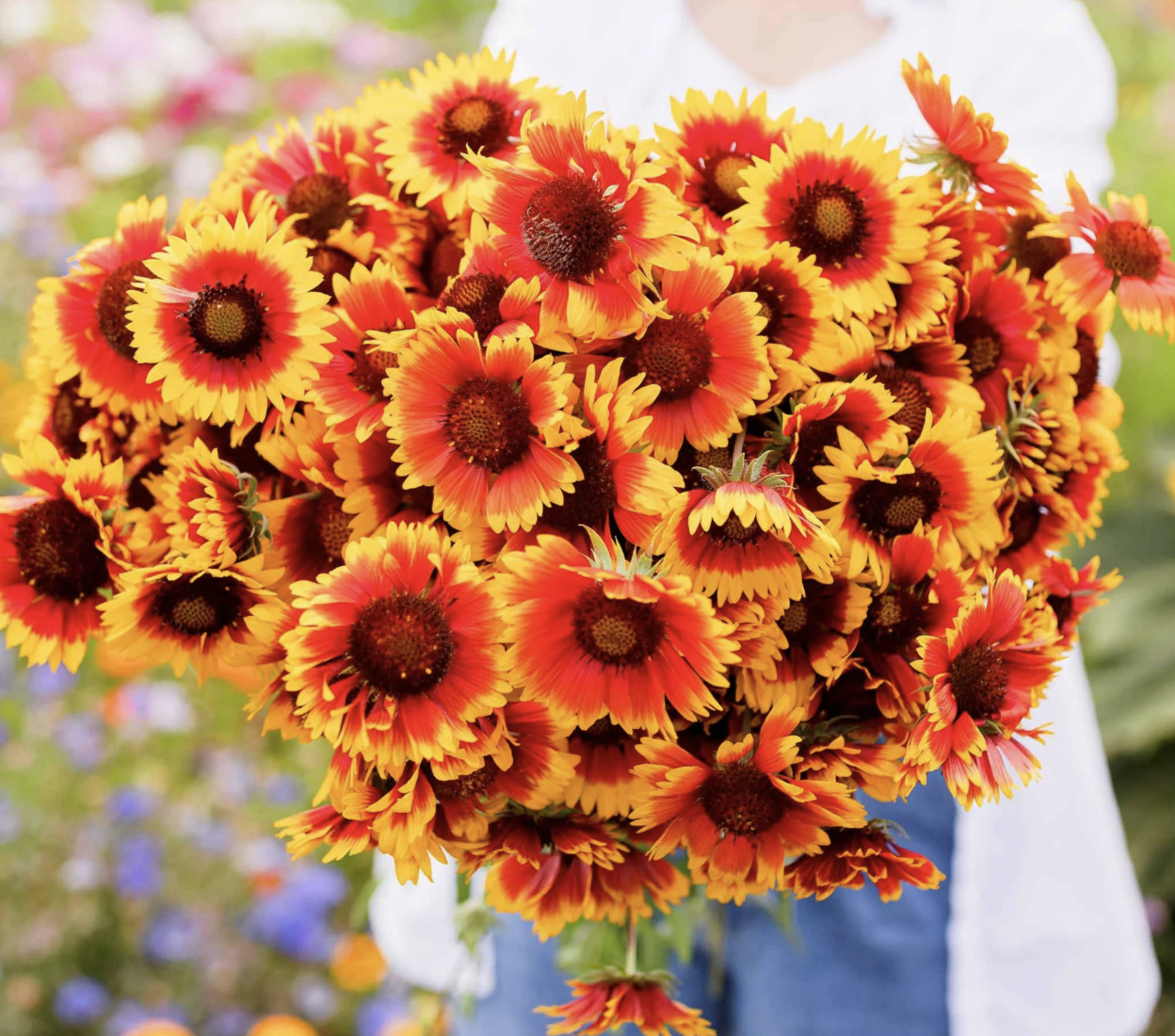 A bouquet of blanket flowers