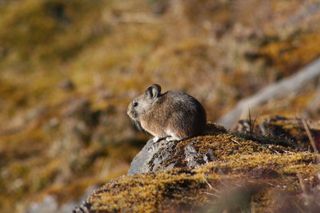 Here’s a Royle’s pika, Ochotona roylei, sunning itself on a rock in Nepal. When they sense that a predator is sneaking up, the let out a shrill warning call and their bodies jerk forward and up with each bark and whistle. At nighttime they eat their own feces to maximize the nutrients they get from food.