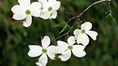detailed blooms of flowering dogwood 