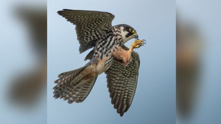 Peregrine falcon in mid-flight with wings spread, holding prey in its talons against a clear blue sky