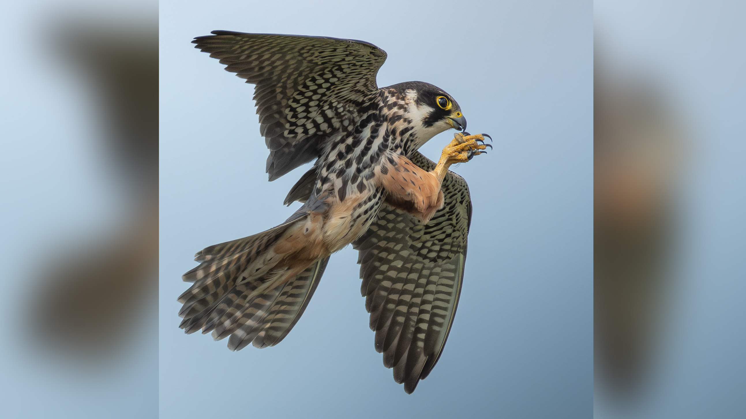 Peregrine falcon in mid-flight with wings spread, holding prey in its talons against a clear blue sky