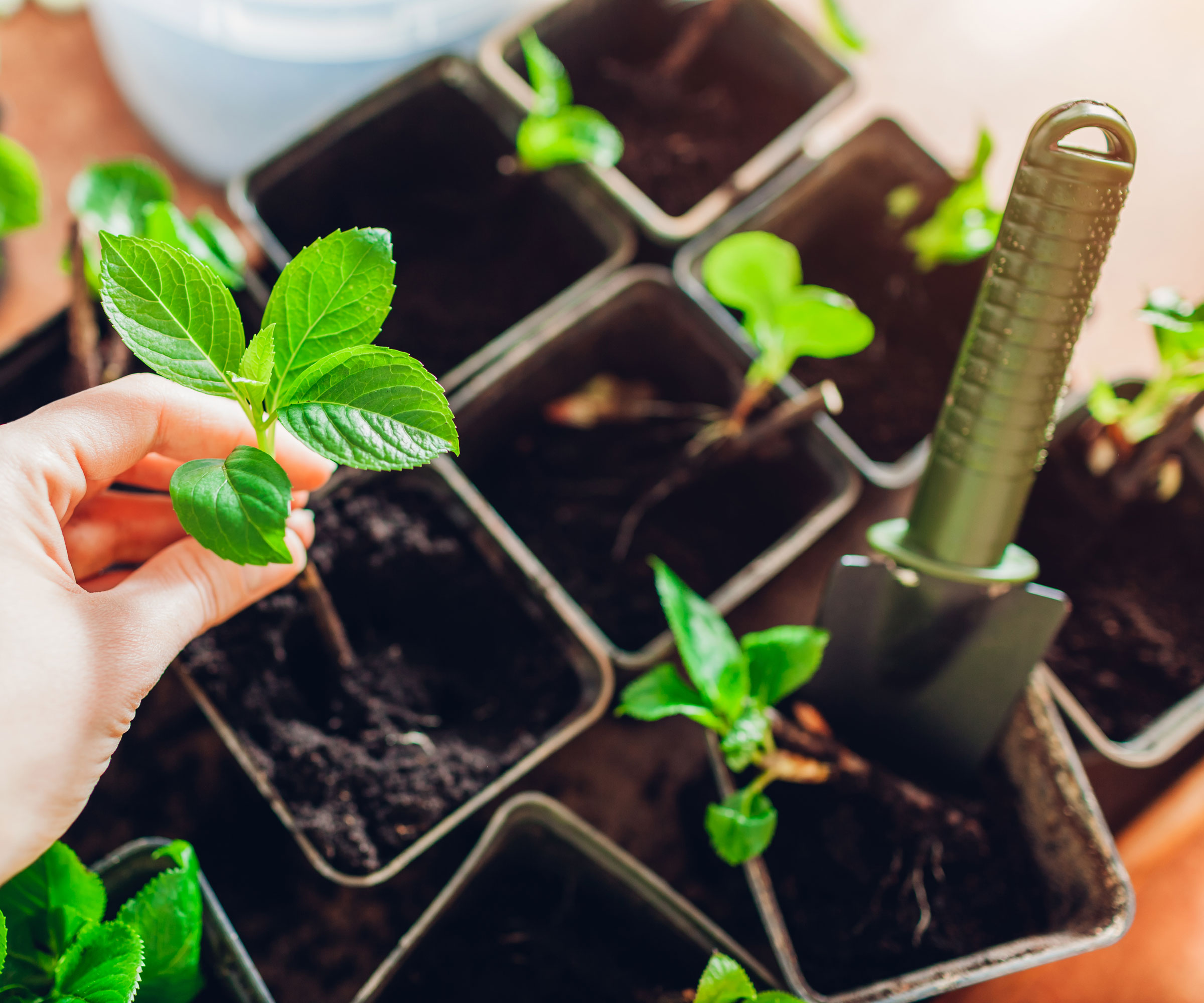 hand holding cutting with planted cuttings in small pots along with small trowel