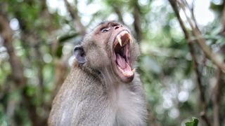 A large macaque opens its mouth wide to bare its fangs.