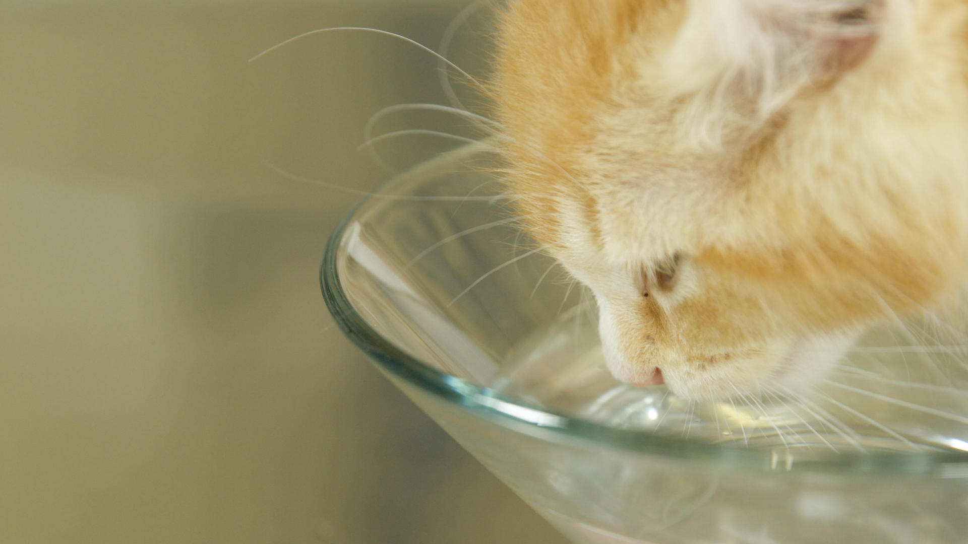 Cat drinking water