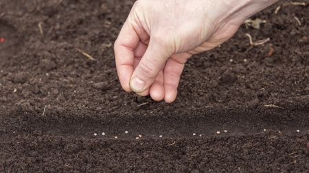 Sowing radish seeds into the soil by hand