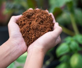 coconut coir mix being held in hands