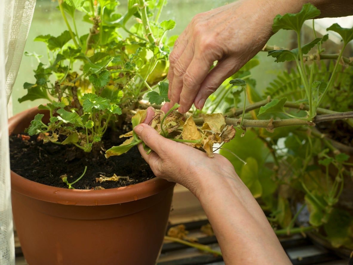 枯葉処理とは：植物から葉を取り除く方法と時期