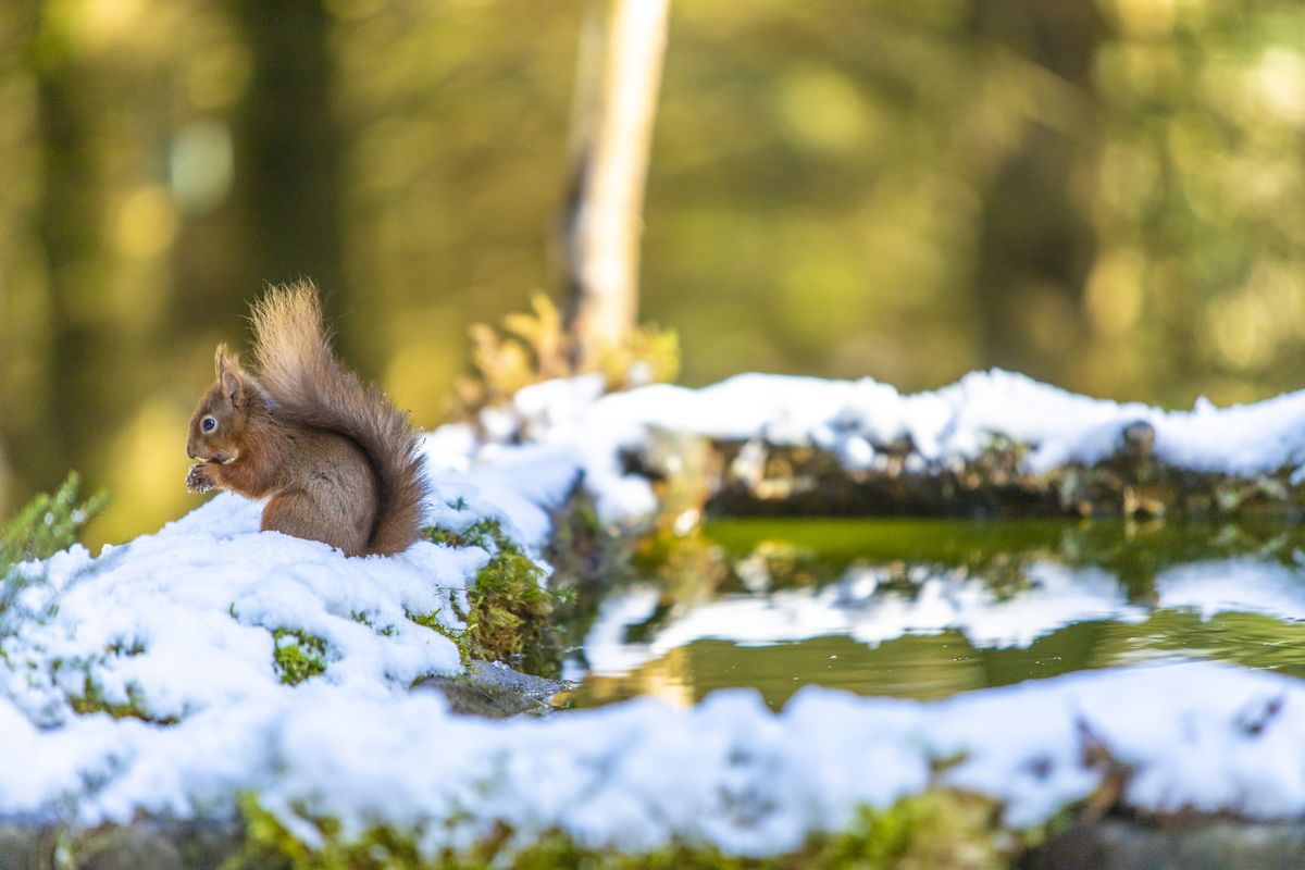 Wildlife
