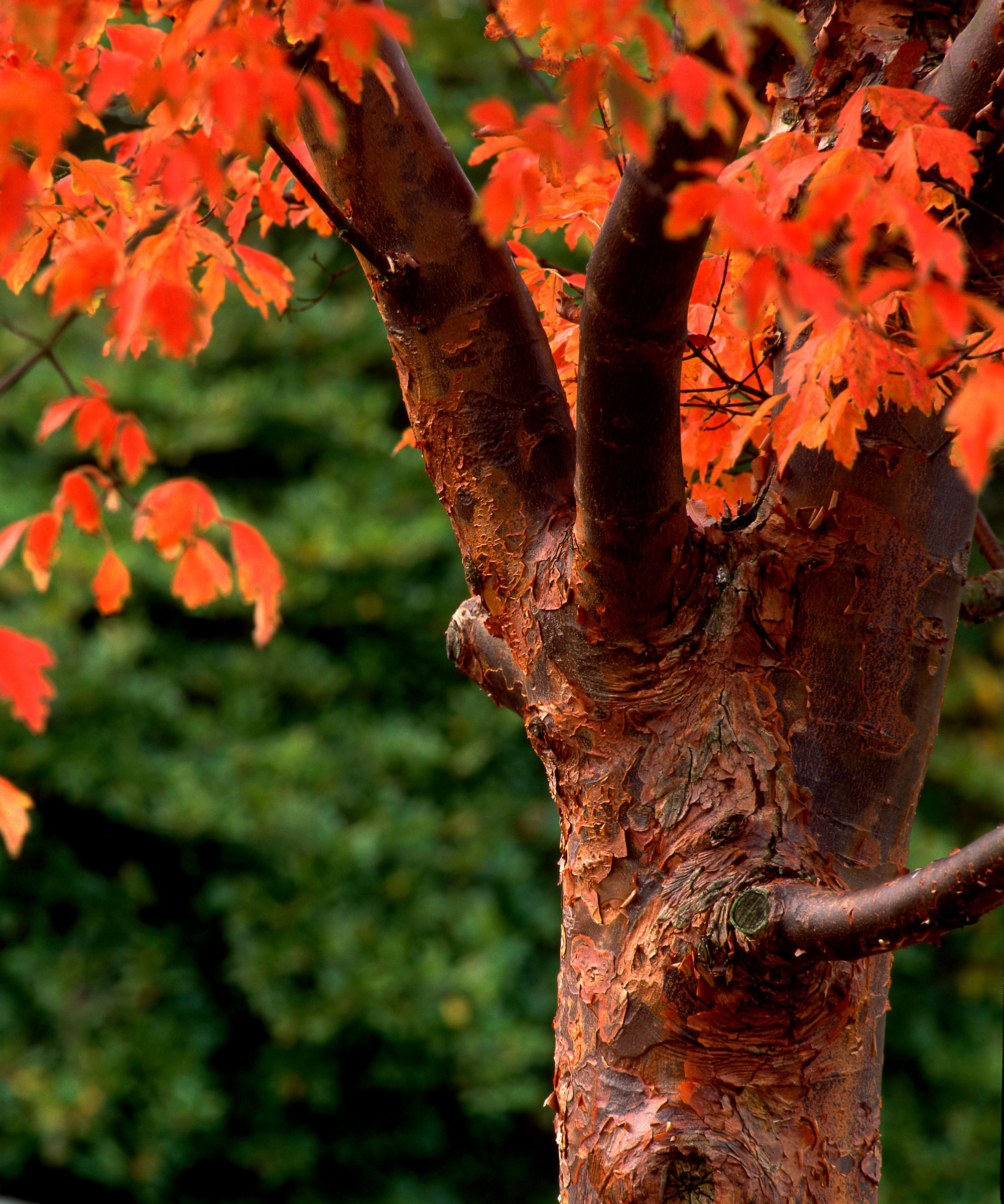 paperbark tree with red brown bark and bright red leaves