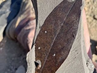the fossilized brown imprint of a leaf on a flat, grey stone.