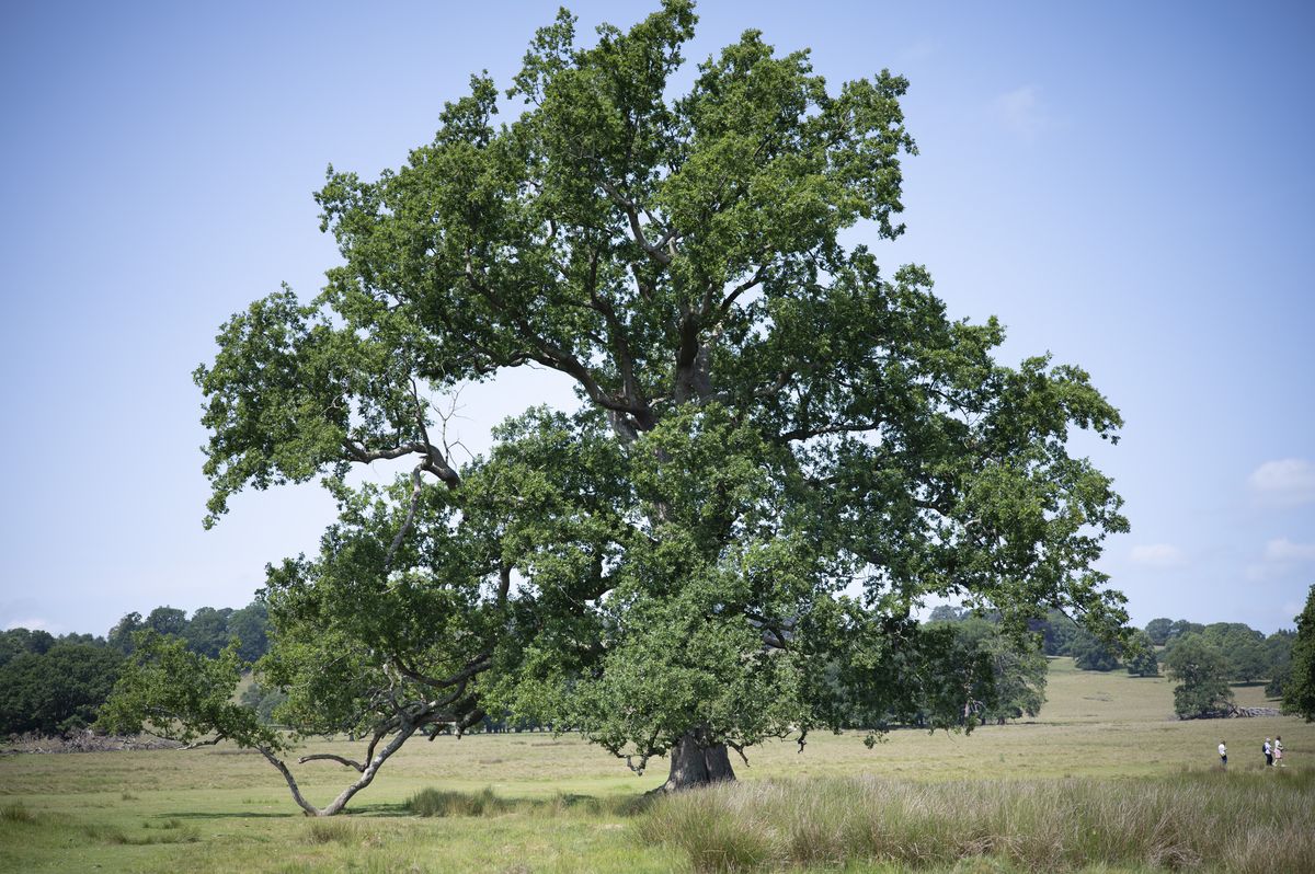 A grand tree in a national park on a sunny day, taken with the Viltrox AF 50mm F2 Air lens
