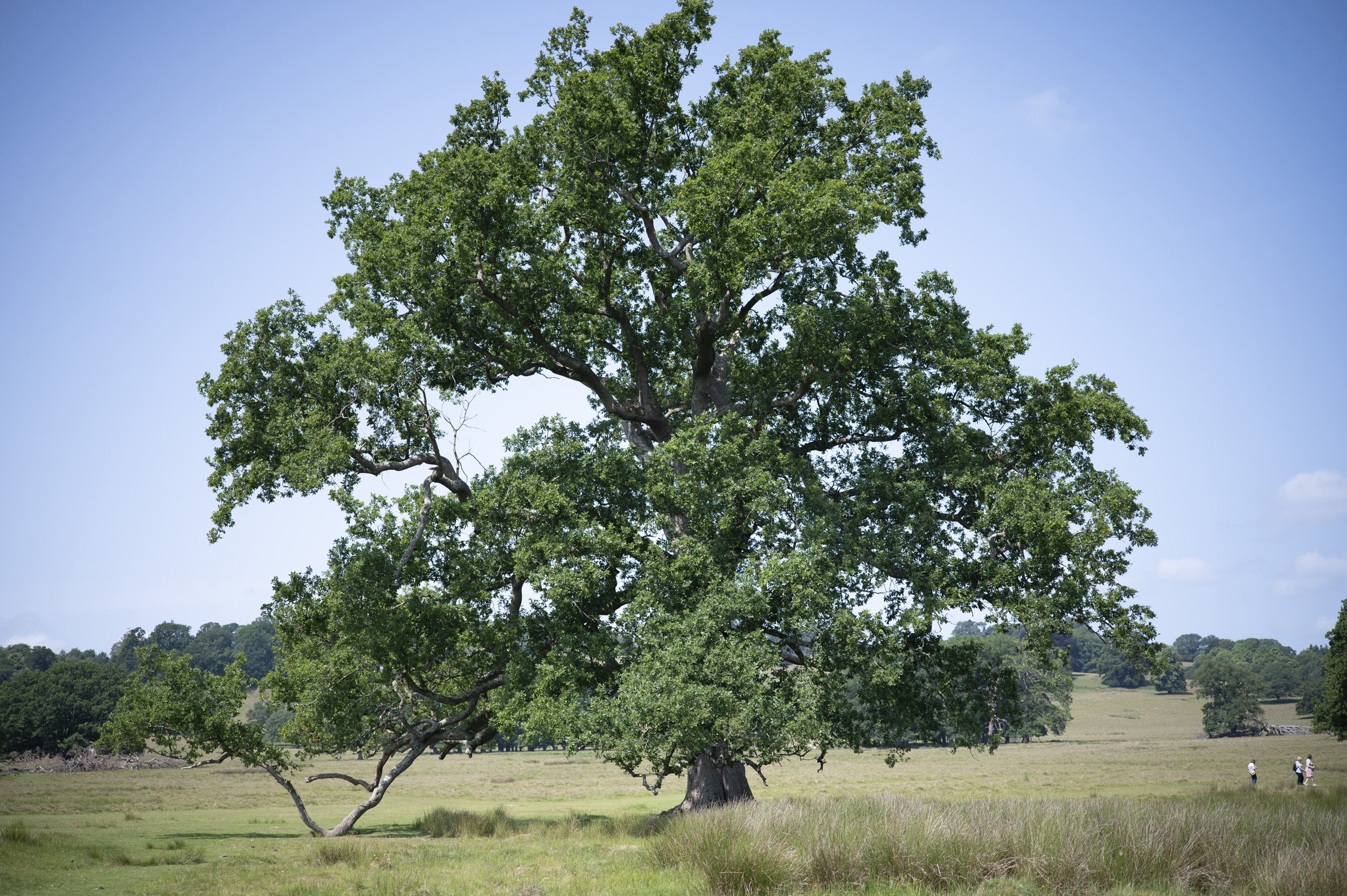 A grand tree in a national park on a sunny day, taken with the Viltrox AF 50mm F2 Air lens