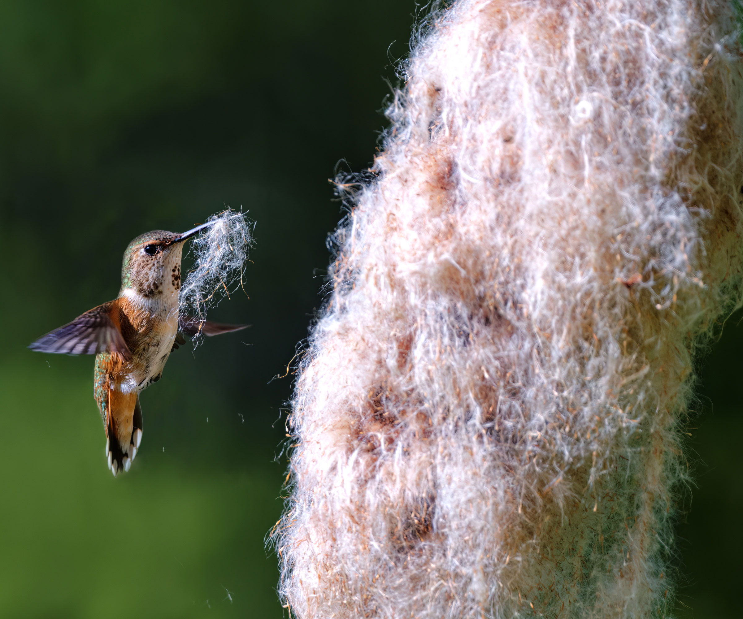 rufous hummingbird gathering nesting fluff from fluff cloud