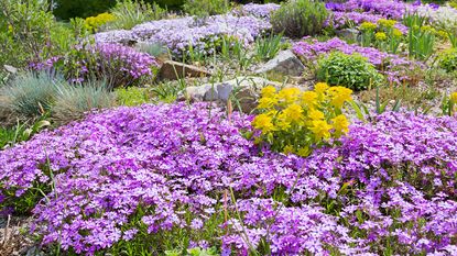 Creeping phlox fast-growing ground cover and grasses in a rockery garden outdoor