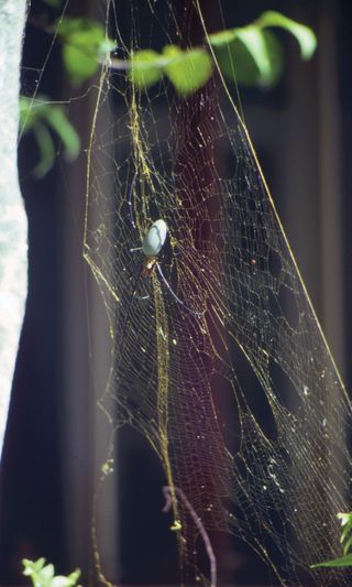 Living female golden orb-weaver spider (Nephila pilipes), Queensland, Australia, on her golden orb web.