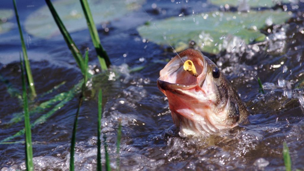 Best fishing times when is the best time to go fishing Advnture