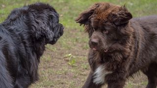 Brown and black Newfoundland face-off playing