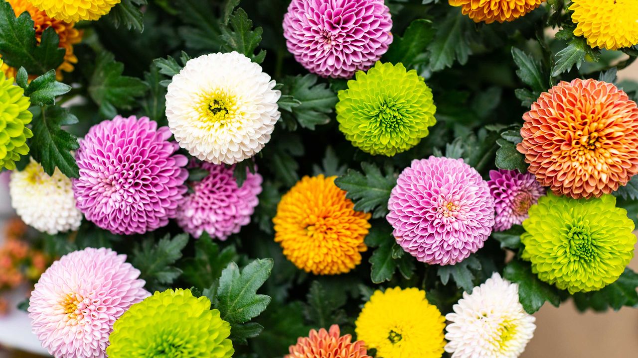 colorful chrysanthemums