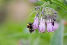 Even the bumblebees love it: comfrey growing in Cornwall.