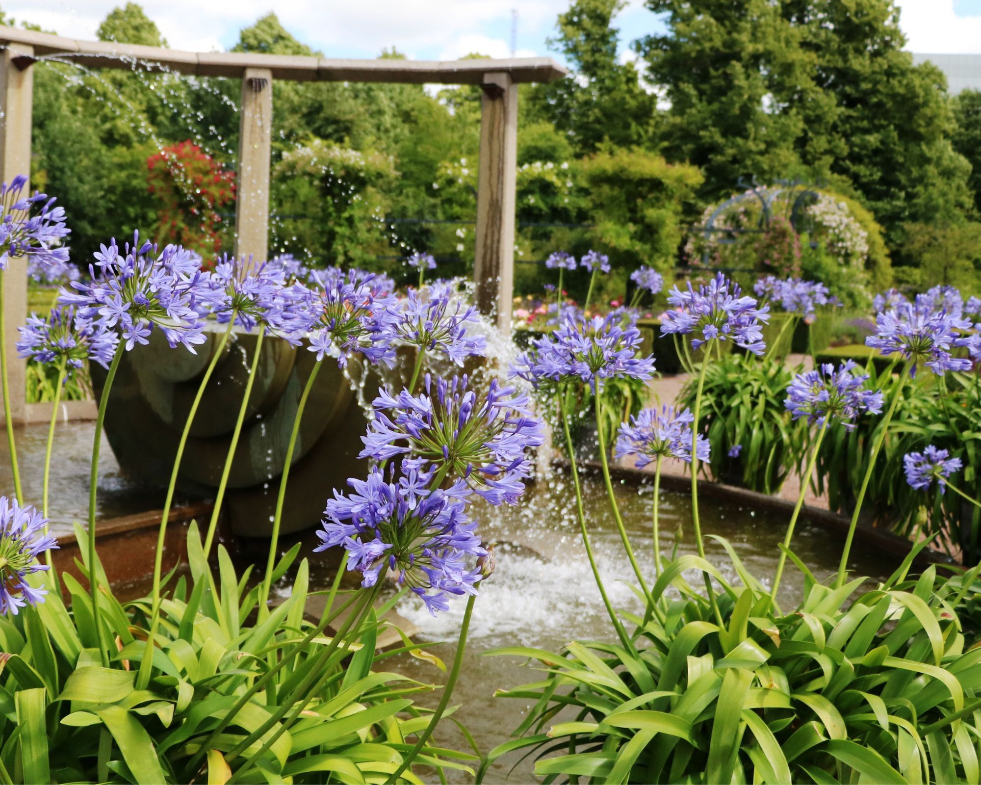 Agapanthus in pots