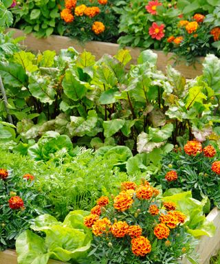 how to design a potager: companion planting with carrots, marigolds and lettuce