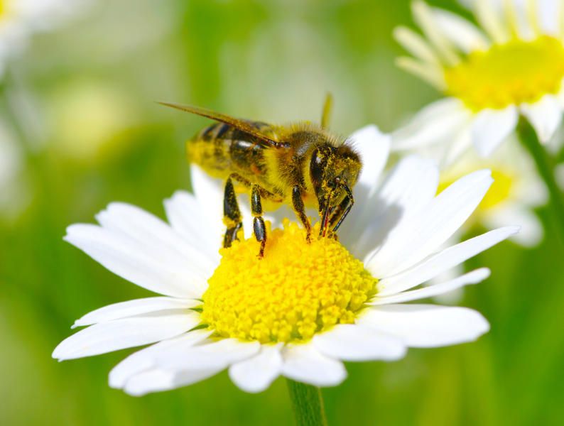 After man is killed by a swarm, authorities discover hive with 800,000 bees