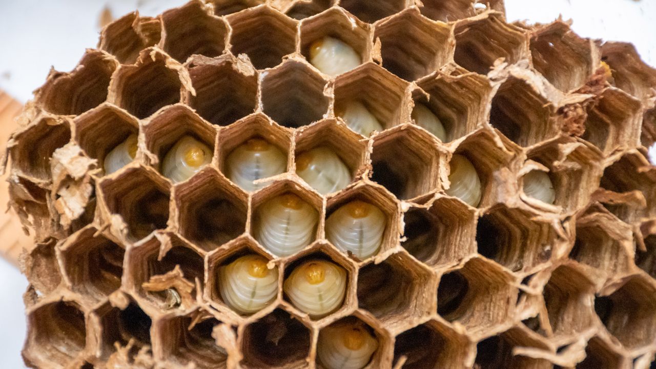 Developing pupae of the Asian giant hornet can be seen in cells within the nest discovered in Washington State, the first murder hornet nest found in the U.S.