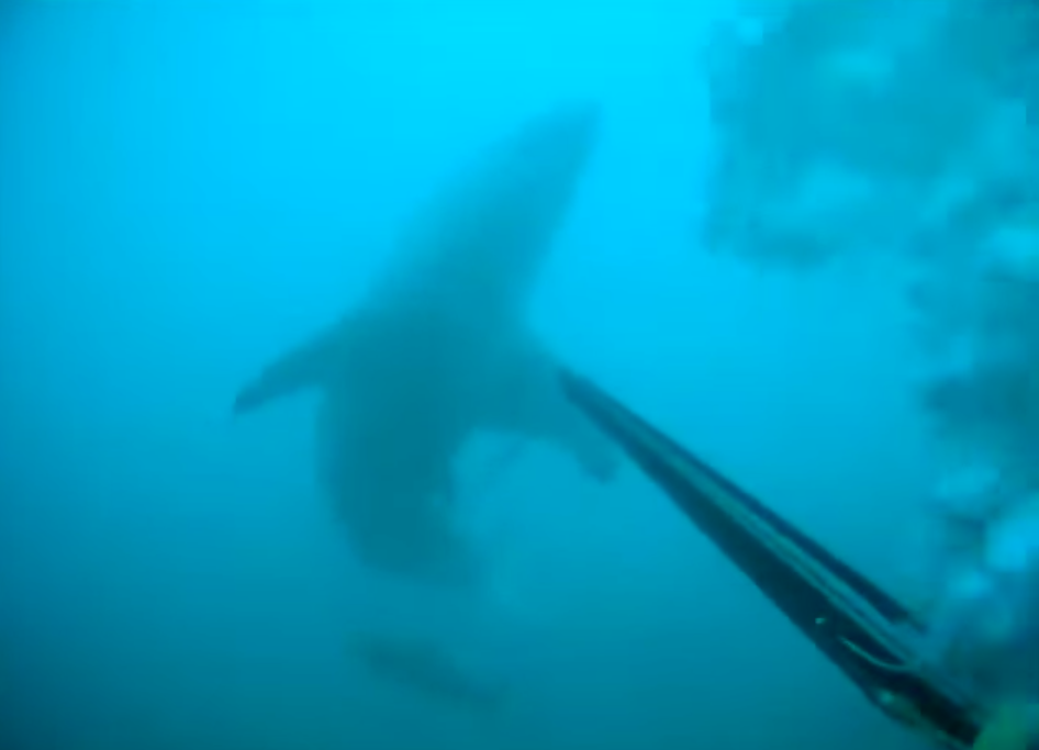 Scary Great White Shark Encounter Caught on Video | Live Science