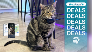 Megan's cat Chilli wearing the Tractive GPS Cat Tracker. A product image of the GPS display on a phone to the left hand side. A PetsRadar deals graphic overlay to the right hand side