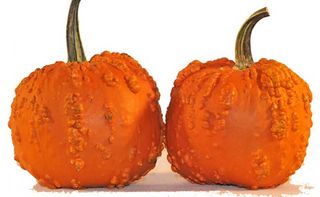 A smaller variety of Super Freaks, the Goose Bumps pumpkins are slightly harder to cut. When it comes to carving them up, the pumpkin's manufactures recommend trying to "pierce the skin of your pumpkin on the top of a wart, versus on a smooth part of the