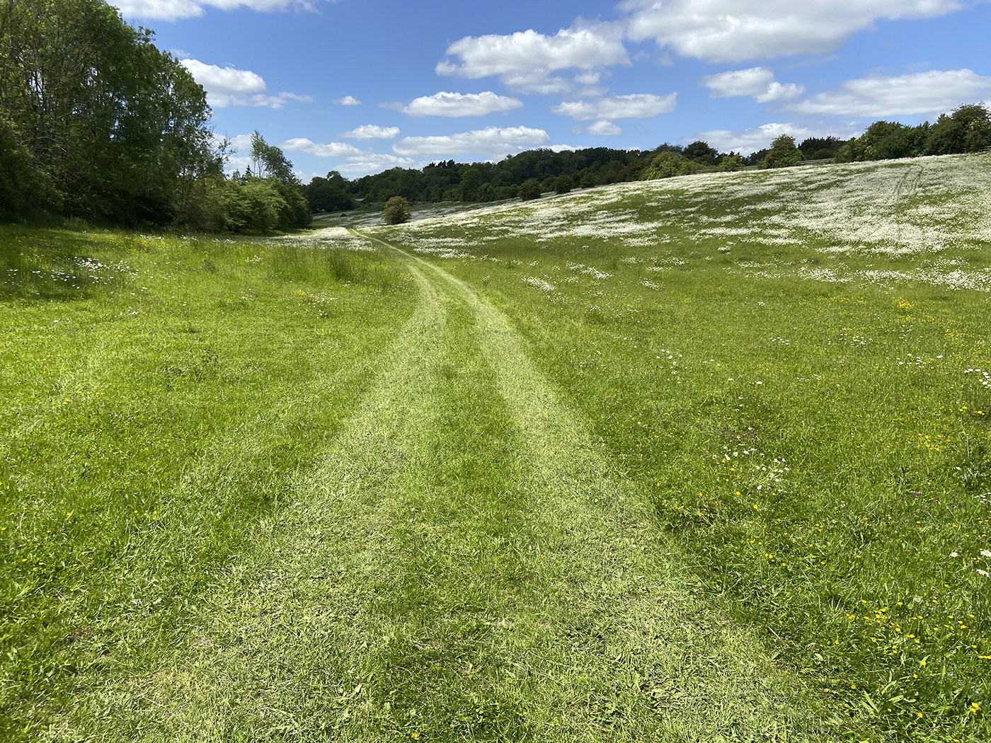 The Copse, Knight Frank (12)