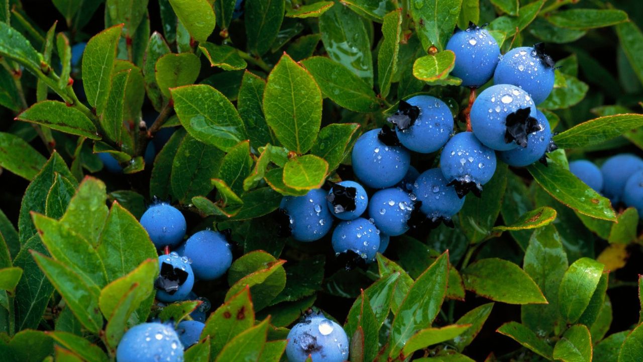 Blueberries