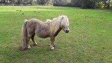 Farthingwood-Romeo-thumbnail.jpg